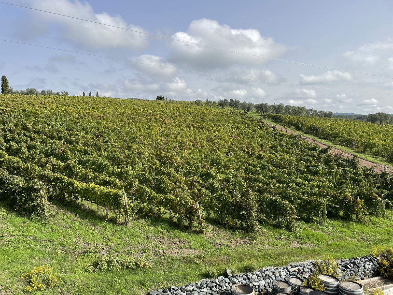 Pakravan Papi, un trampolino di vigne vista mare